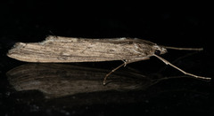 Evergestis angustalis