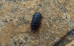Armadillidium vulgare