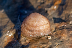Striarca lactea