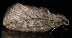 Hydriomena nubilofasciata