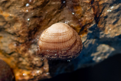 Striarca lactea