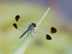 Diplacodes nebulosa