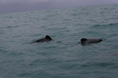 Cephalorhynchus hectori