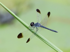 Diplacodes nebulosa