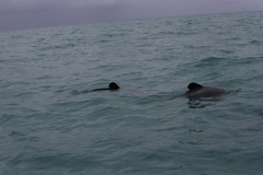 Cephalorhynchus hectori
