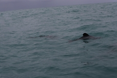 Cephalorhynchus hectori