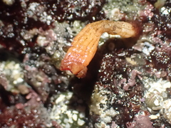 Styela montereyensis