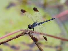 Diplacodes nebulosa