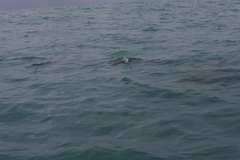 Cephalorhynchus hectori