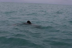 Cephalorhynchus hectori