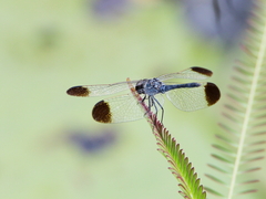 Diplacodes nebulosa