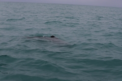 Cephalorhynchus hectori