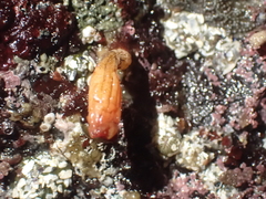 Styela montereyensis