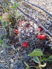 Mammillaria hutchisoniana