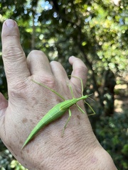 Didymuria violescens