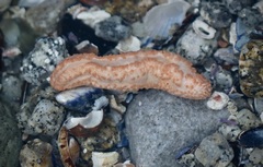 Eupentacta quinquesemita