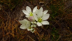 Gentianella diemensis