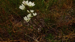 Gentianella diemensis