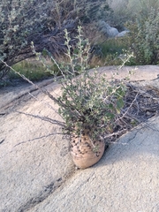 Fouquieria columnaris