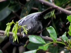 Melaniparus niger niger