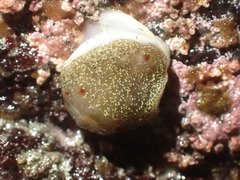 Acanthodoris nanaimoensis