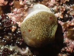 Acanthodoris nanaimoensis