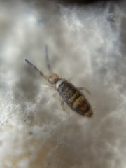 Entomobrya clitellaria