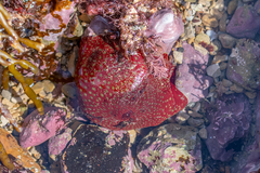 Actinia fragacea