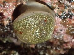 Acanthodoris nanaimoensis