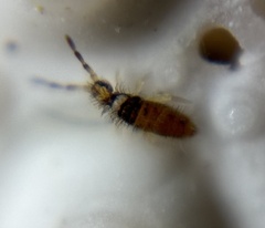 Entomobrya atrocincta