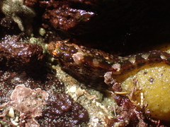 Clinocottus embryum