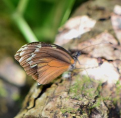 Dismorphia eunoe desine