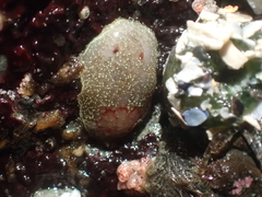 Acanthodoris nanaimoensis