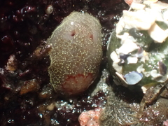 Acanthodoris nanaimoensis