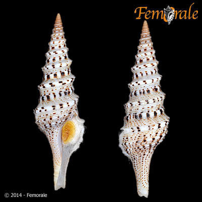 Lophiotoma acuta
