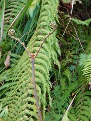 Diplopterygium glaucum