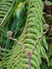 Diplopterygium glaucum