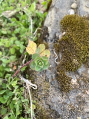 Euphorbia helioscopia
