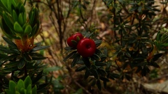 Cyathodes glauca