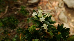 Cyathodes glauca