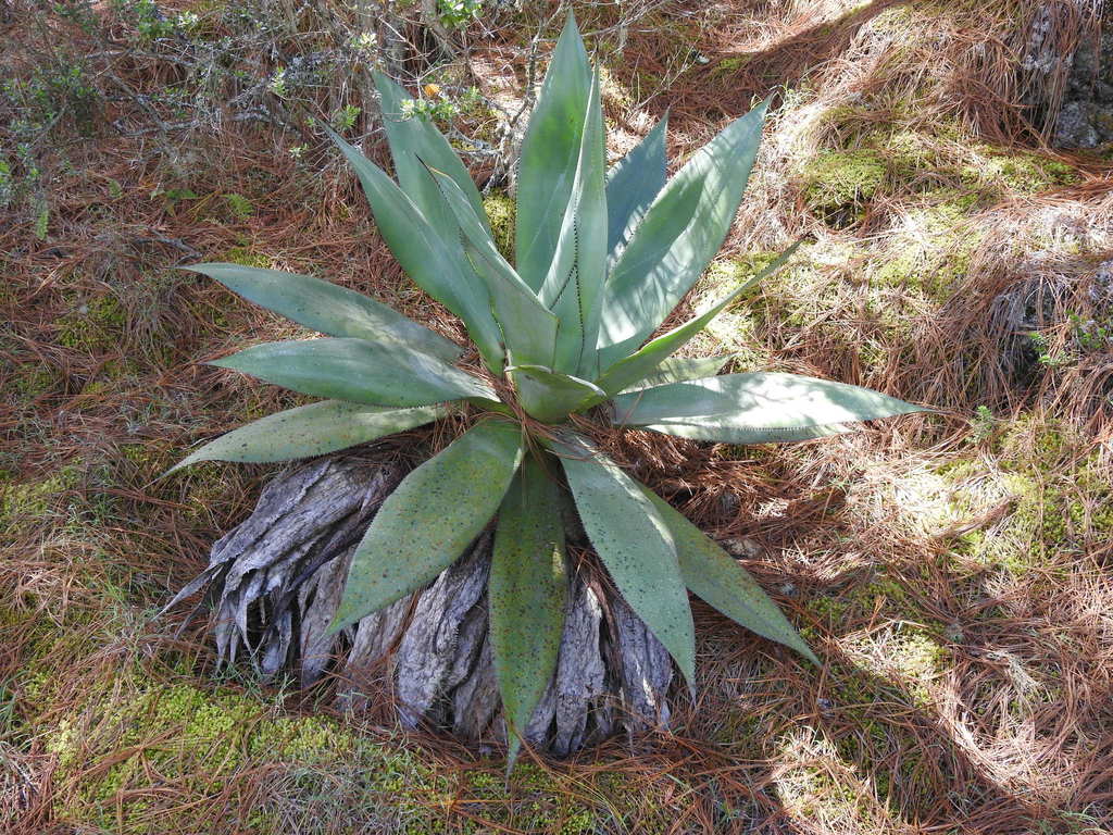 Agave obscura, Las Vigas de Ramírez, Ver., México