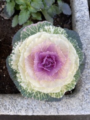Brassica oleracea acephala