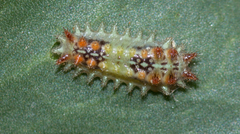 Doratifera quadriguttata