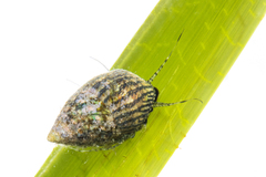 Phasianotrochus irisodontes