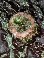 Placiphorella velata