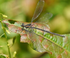 Austroargiolestes icteromelas