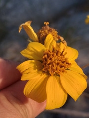 Bahiopsis triangularis