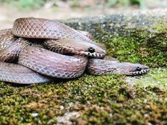 Lycodon anamallensis