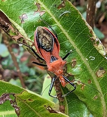 Gminatus wallengreni