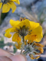 Bahiopsis triangularis